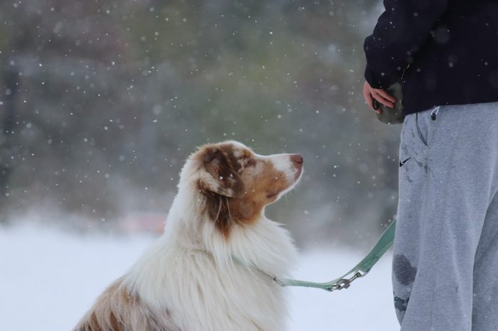 Der Hundesportverein Köthen wünscht allen einen schönen ersten Advent. 
