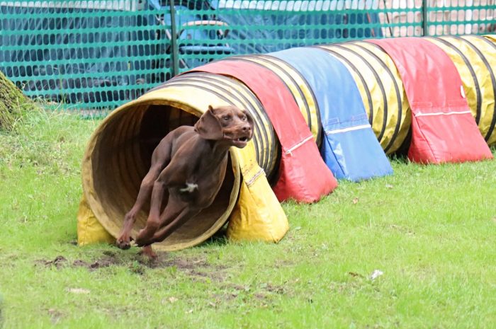 16.08.2025 Agility Turnier Berlin-Reinickendorf